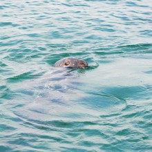 Ein Ausflug zum Seal Island in St Ives