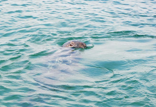 Seal_Island_boat_trip_on_Tiger_Lilly._Seal_in_St_Ives_Harbour-1