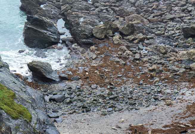 Godrevy seals