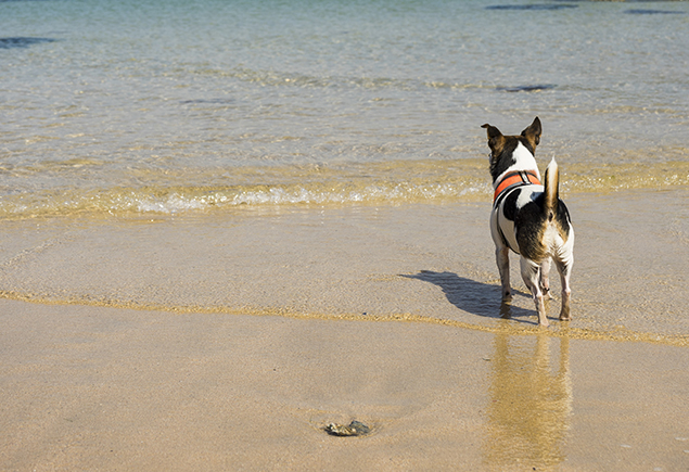 Top 5 der hundefreundlichsten Strände