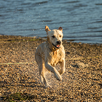 Die Top 5 der hundefreundlichsten Strände