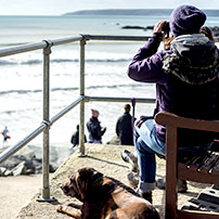 5 der besten Strände für Hunde in Cornwall