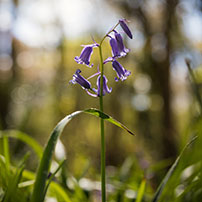 thumb-bluebells