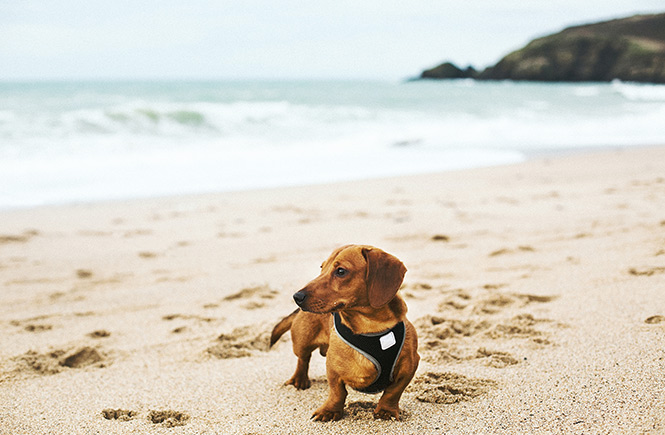 Urlaub Cornwall, Hundefreundlich